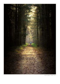 postkarte wald oberreut