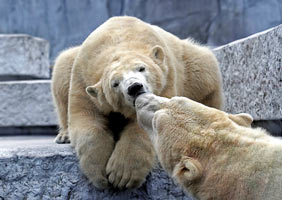 postkarte eisbaeren zoo